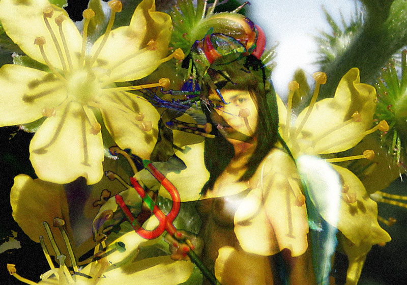 A Raposa E As Uvas: Farmacêuticos x Terapia Floral